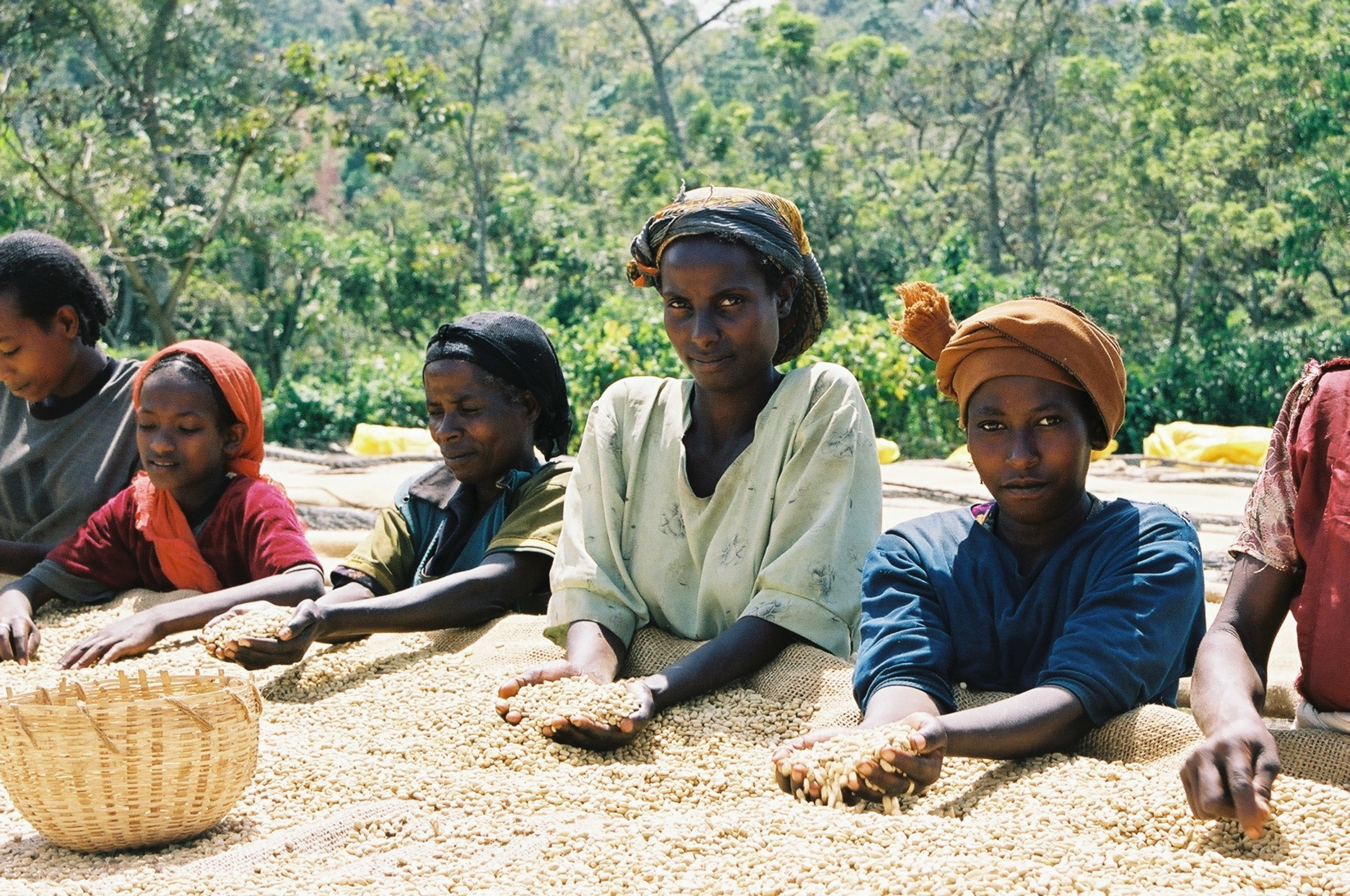 Coffee processing explained: how it shapes flavour