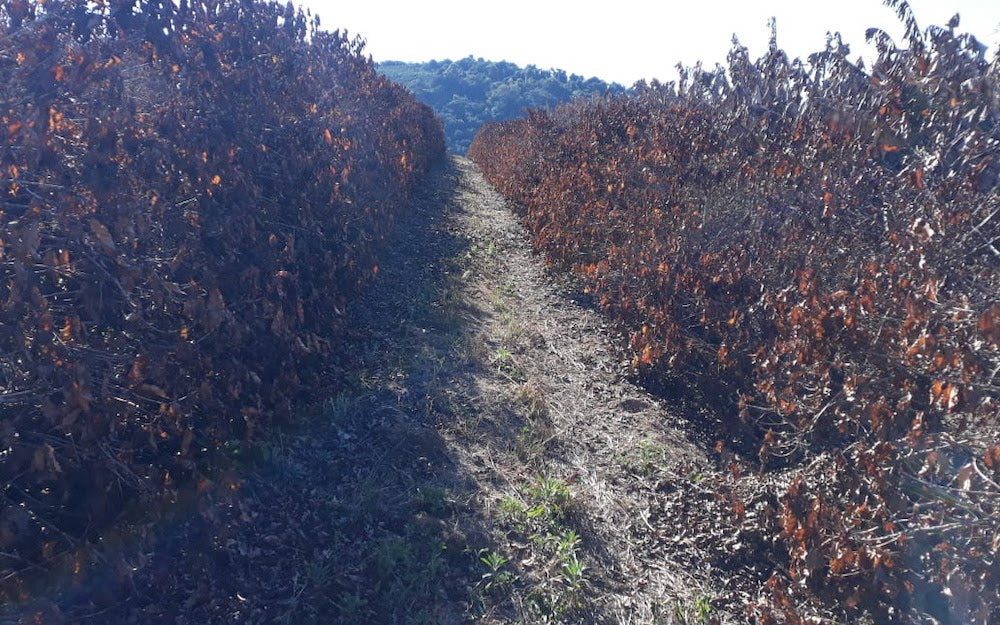 coffee-frost-brazil123